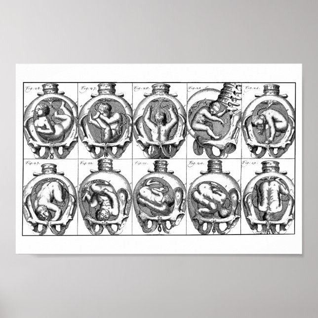 Affiche Illustration de l'anatomie du bébé dans l'utérus V (Devant)