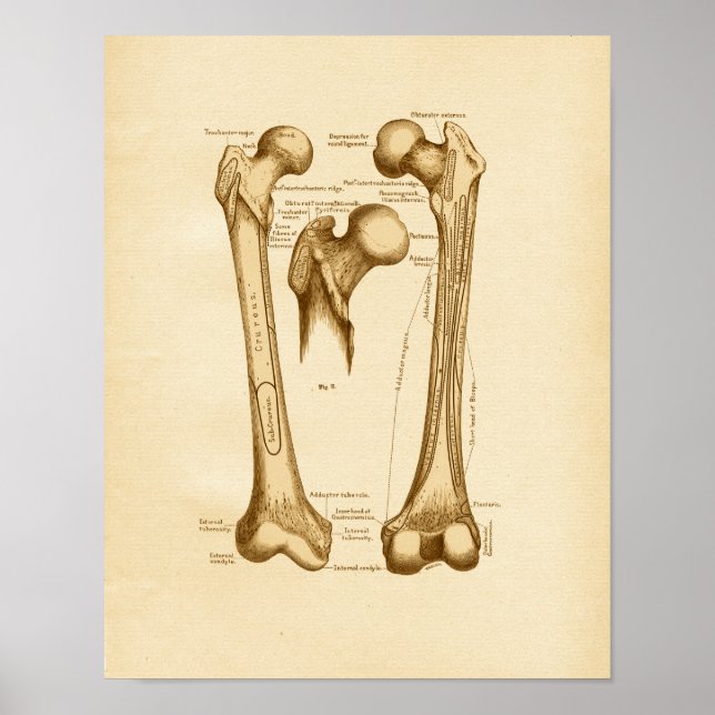 Affiche Illustration de l'anatomie vintage Os fémur (Devant)