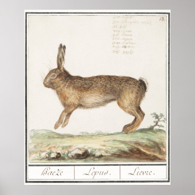 Affiche Illustration de lapin (Devant)