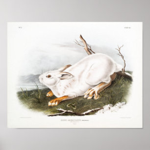 Affiche Illustration de lapin