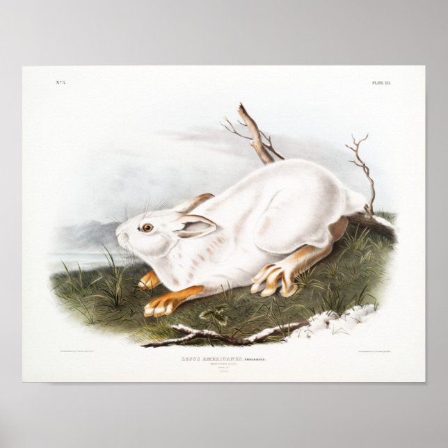 Affiche Illustration de lapin (Devant)