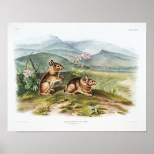 Affiche Illustration de lapin