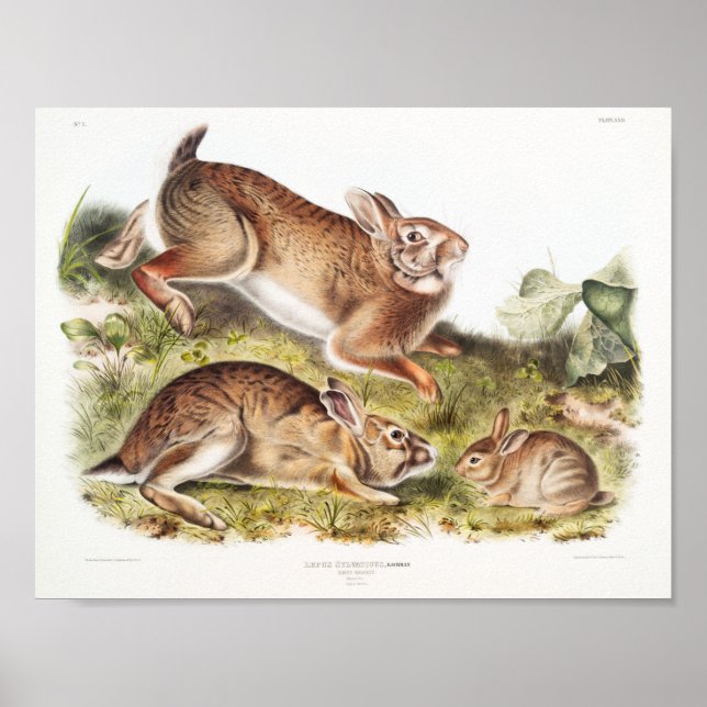Affiche Illustration de lapin (Devant)