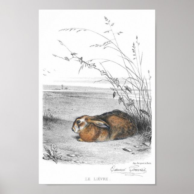 Affiche Illustration de lapin (Devant)