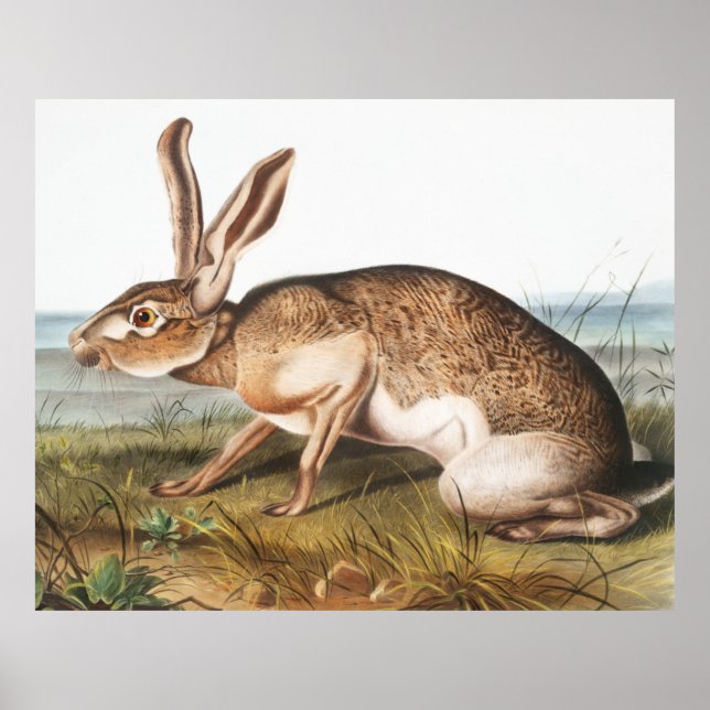 Affiche Illustration de lapin Lièvre texan (Lepus Texianus (Devant)