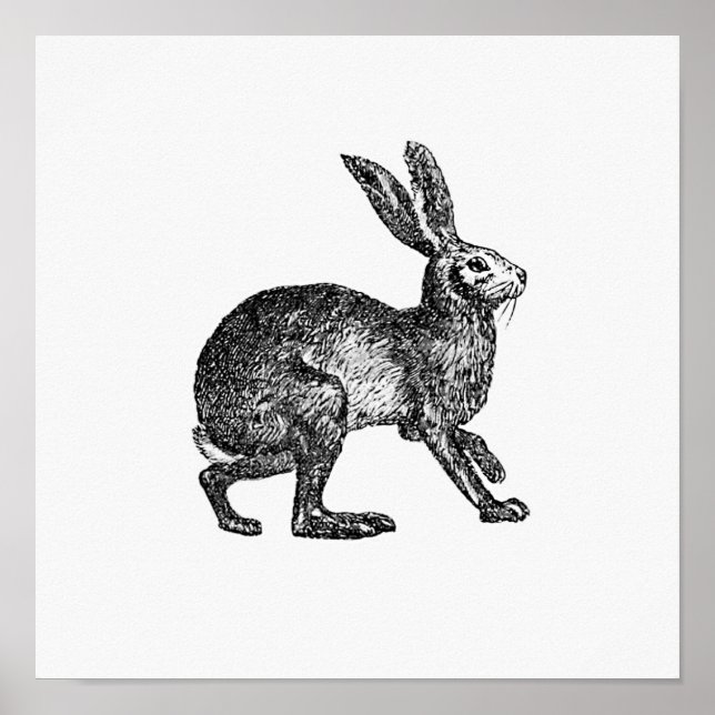 Affiche Illustration de lapin vintage (Devant)