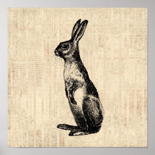 Affiche Illustration de lapin vintage vieux modèle lapin