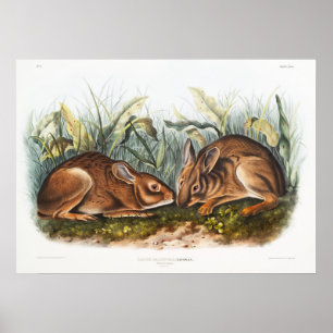 Affiche Illustration de lapins