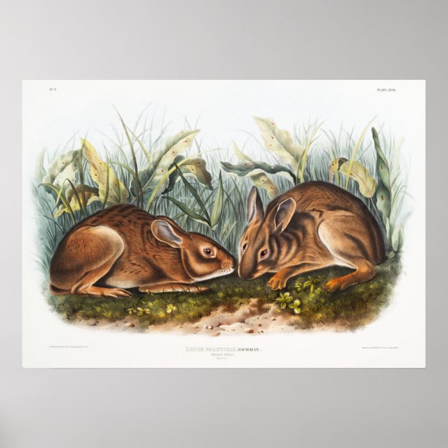 Affiche Illustration de lapins (Devant)
