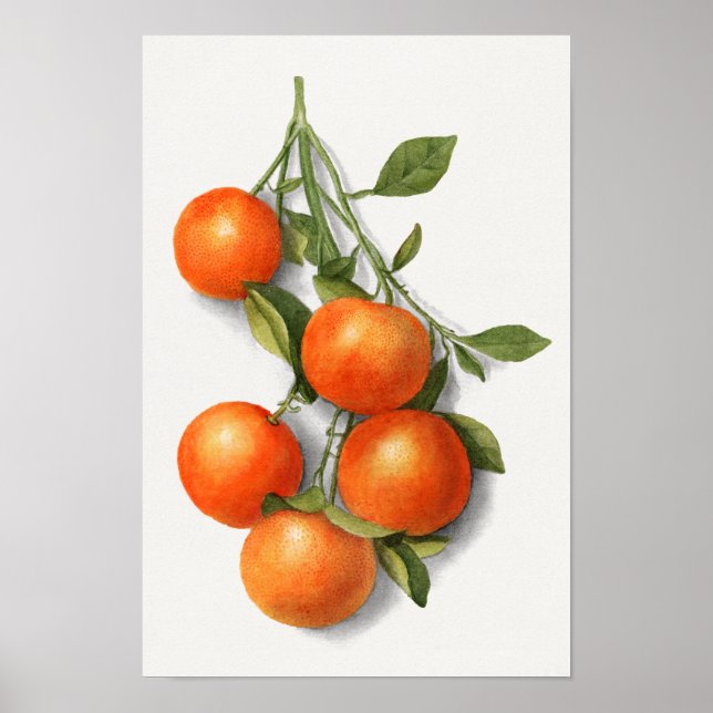 Affiche Illustration de l'aquarelle Oranges vintages (Devant)
