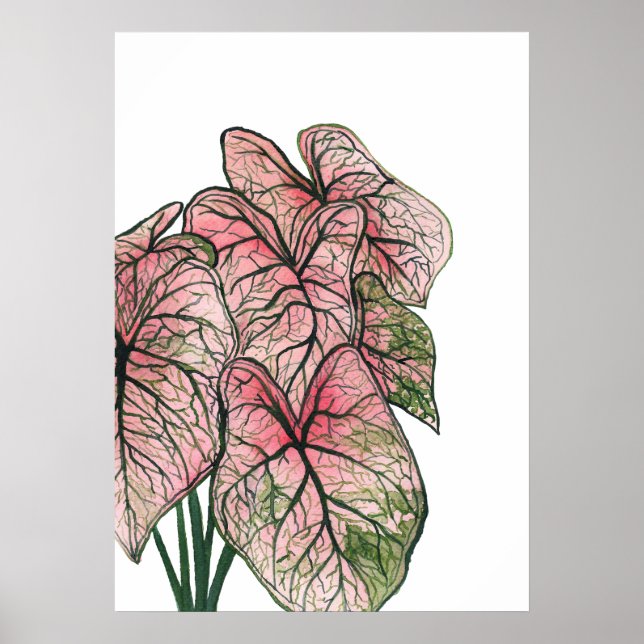 Affiche Illustration de l'aquarelle rose Caladium (Devant)
