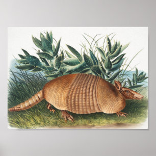 Affiche Illustration de l'Armadillo (Dasypus Peba) à neuf