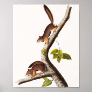 Affiche Illustration de l'écureuil colombien de Richardson
