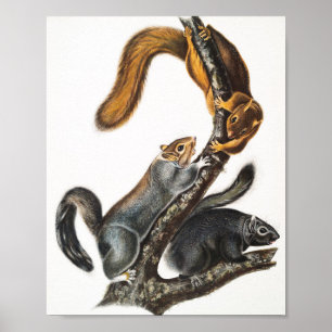 Affiche Illustration de l'écureuil de chat (Sciurus cinere