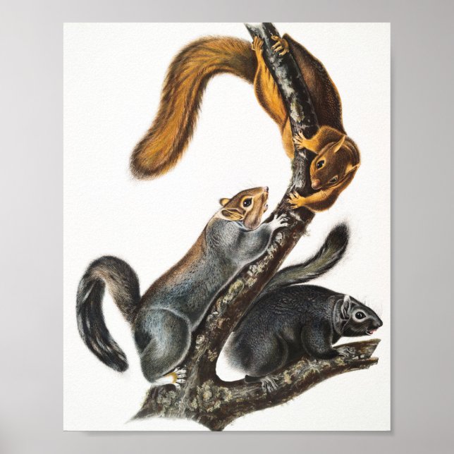 Affiche Illustration de l'écureuil de chat (Sciurus cinere (Devant)