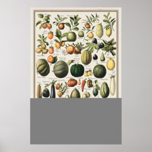 Affiche Illustration de légumes vintage Adolphe Millot