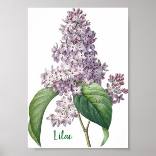 Affiche Illustration de lilas à l'aquarelle lavande