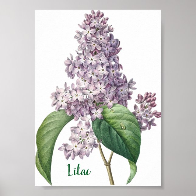 Affiche Illustration de lilas à l'aquarelle lavande (Devant)