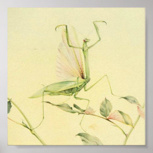 Affiche Illustration de l'insecte Vintage