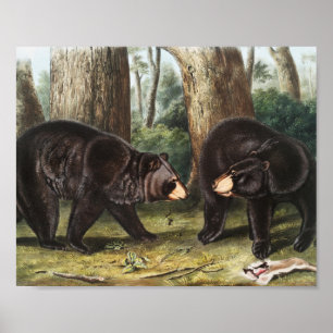 Affiche Illustration de l'ours noir américain Ursus Americ