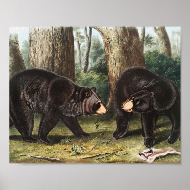 Affiche Illustration de l'ours noir américain Ursus Americ (Devant)