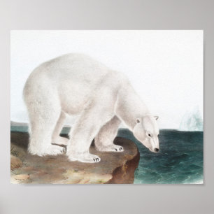 Affiche Illustration de l'Ours polaire (Ursus maritimus)