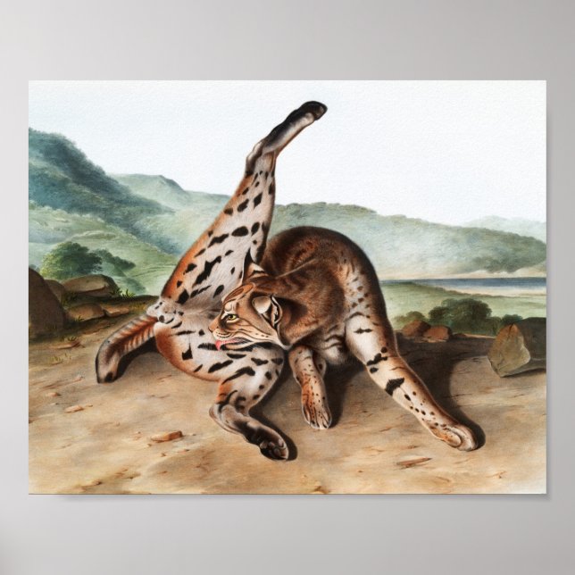 Affiche Illustration de Lynx texane (Lynx rufus var macula (Devant)