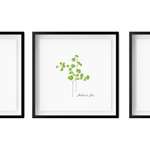 Affiche Illustration de Maidenhair Fern   Série Fern
