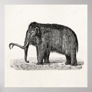 Affiche Illustration de mammouth laineux vintage Mammoths