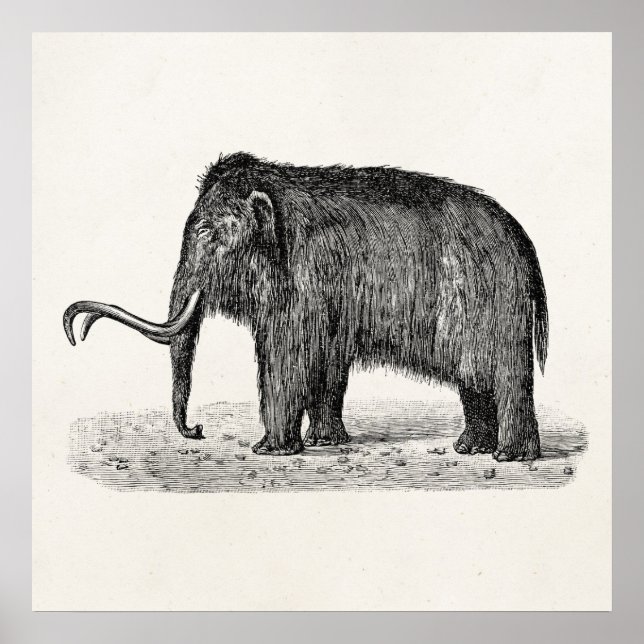 Affiche Illustration de mammouth laineux vintage Mammoths  (Devant)