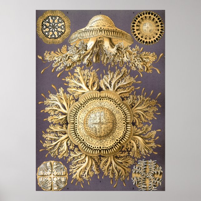 Affiche Illustration de méduse vintage (Devant)