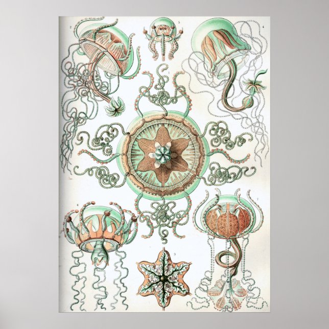 Affiche Illustration de méduse vintage (Devant)