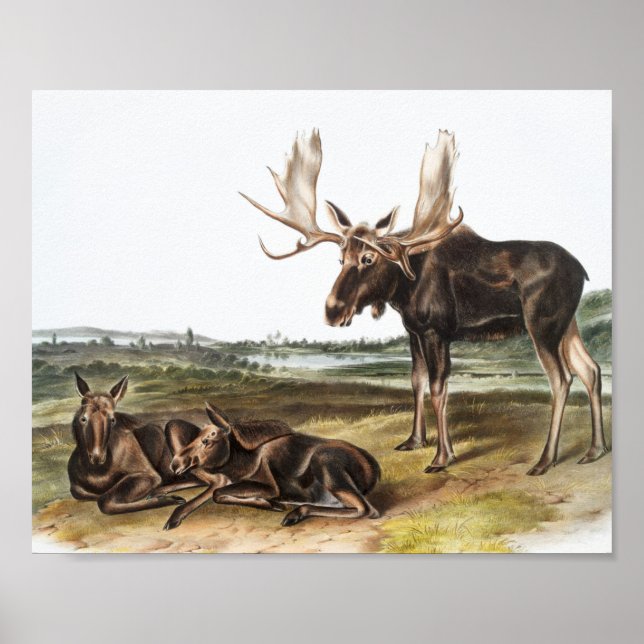 Affiche Illustration de Moose Deer (Servus alces) (Devant)