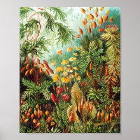 Illustration de Muscinae par Ernst Haeckel