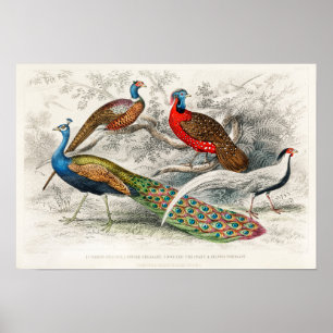 Affiche Illustration de paon vintage