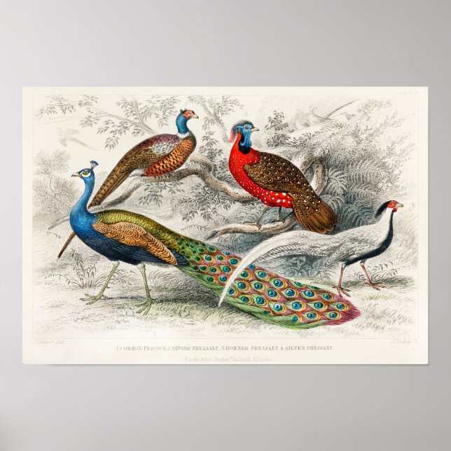 Affiche Illustration de paon vintage (Devant)