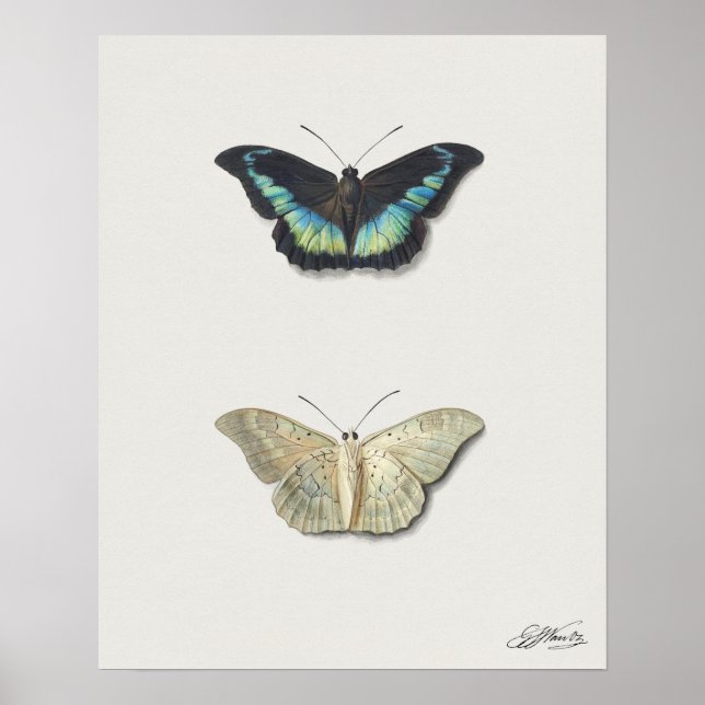 Affiche Illustration de papillon (Devant)