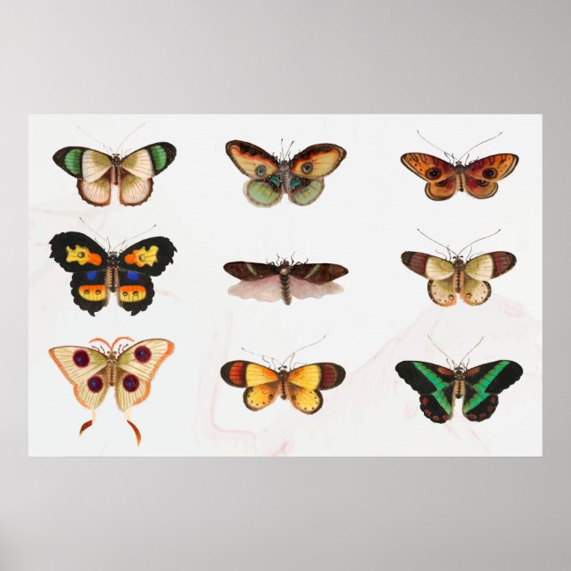 Affiche Illustration de papillon (Devant)