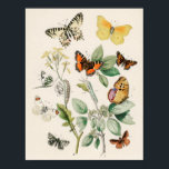 Affiche Illustration de papillon vintage<br><div class="desc">Dessin vintage de différents types de papillons</div>