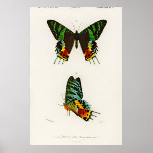 Affiche Illustration de papillon vintage