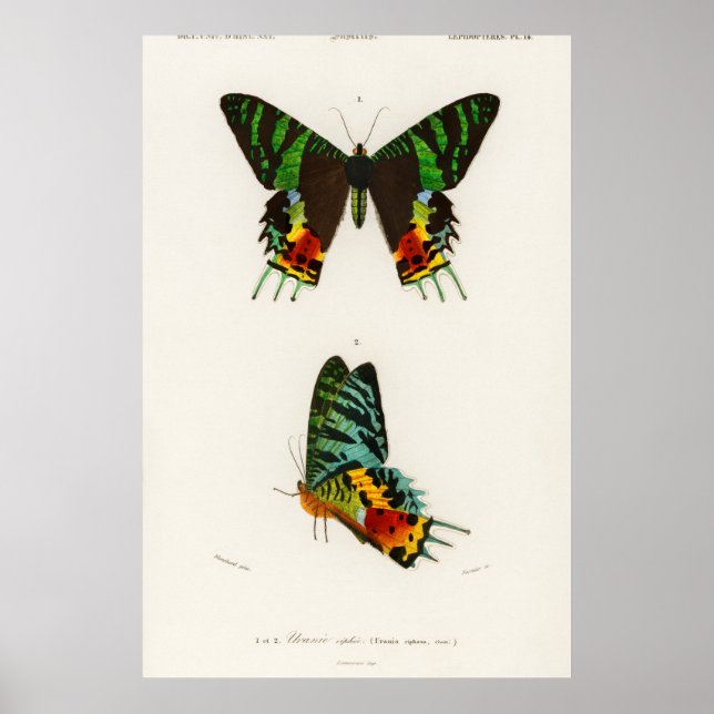 Affiche Illustration de papillon vintage (Devant)