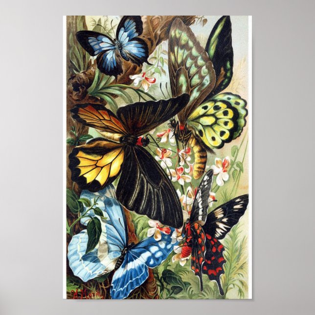 Affiche Illustration de papillon vintage (Devant)