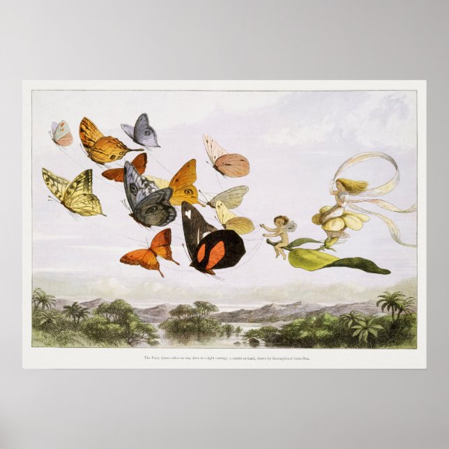 Affiche Illustration de papillon vintage (Devant)