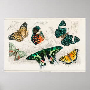 Affiche Illustration de papillon vintage