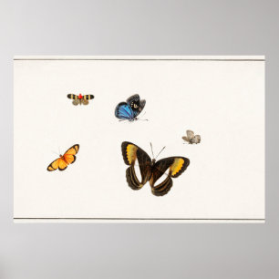 Affiche Illustration de papillon vintage