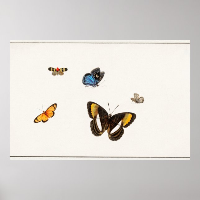 Affiche Illustration de papillon vintage (Devant)