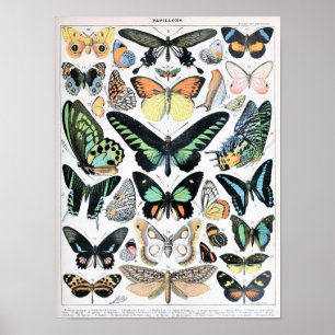 Affiche Illustration de papillon vintage