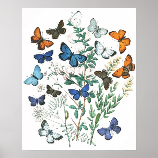 Affiche Illustration de papillons vintage (Devant)