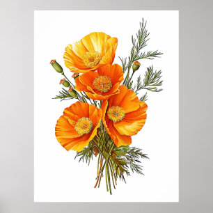 Affiche Illustration de Pavots de Californie vintage
