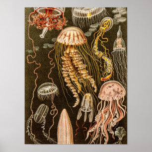 Affiche Illustration de poisson d'antiquité de la méduse v